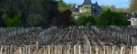 Les vignes du château Sénéjac- Le Pian-Médoc - JPG - 209.3 ko